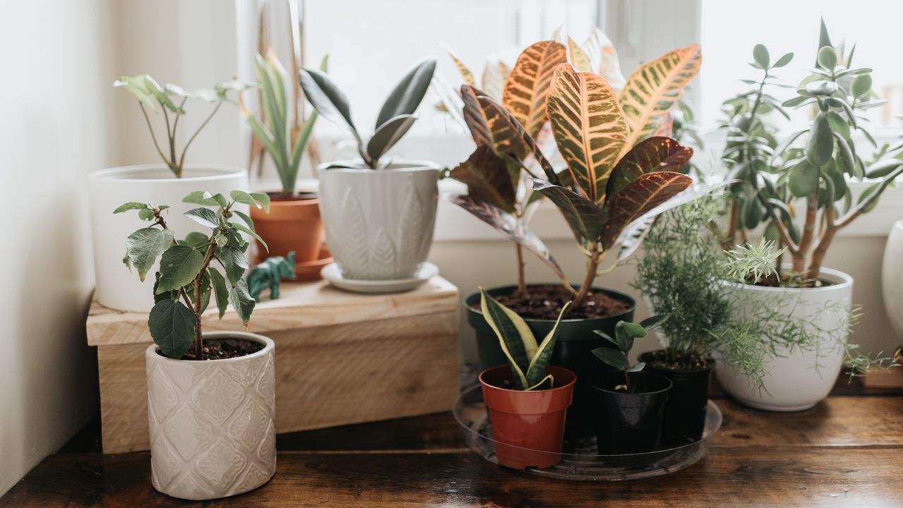 a variety of potted houseplants near a window