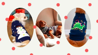 A composite image showing three of the best christmas jumpers for dogs modelled on three different dogs