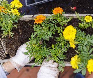 Planting marigolds into a pot