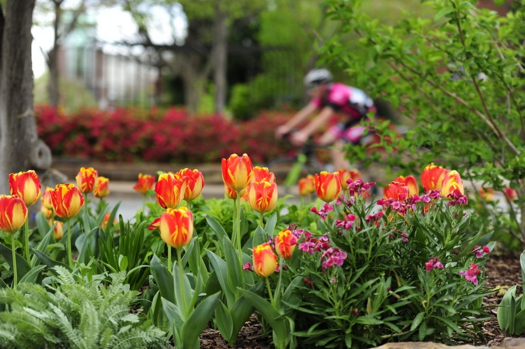 Tulips lined the crit course