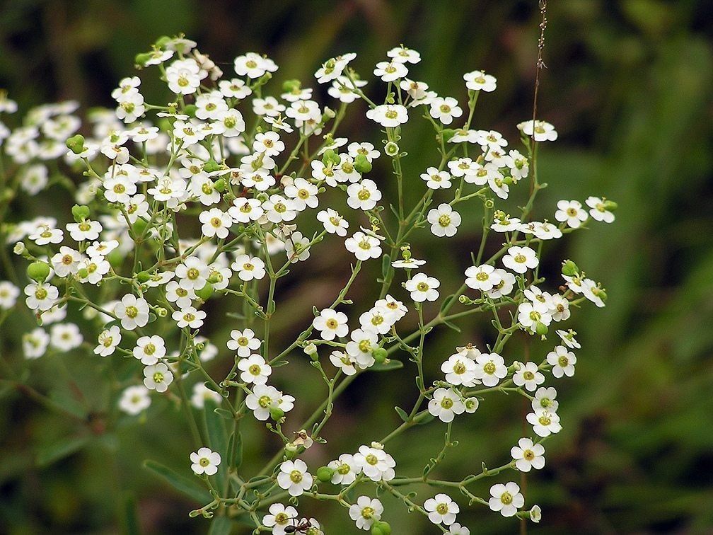 Flowering Spurge Plants