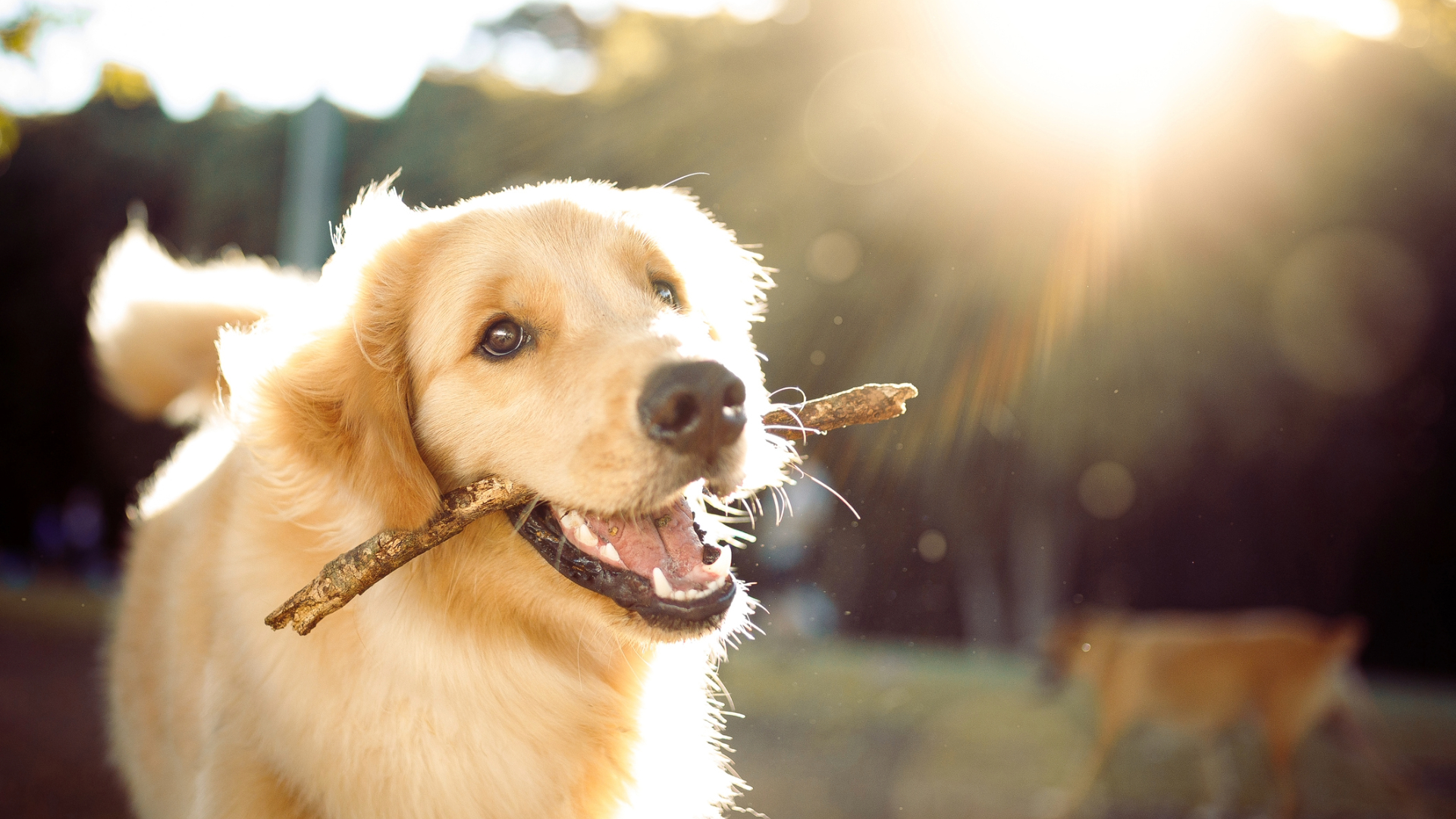 A dog holding a stick in it's mouth looking excited