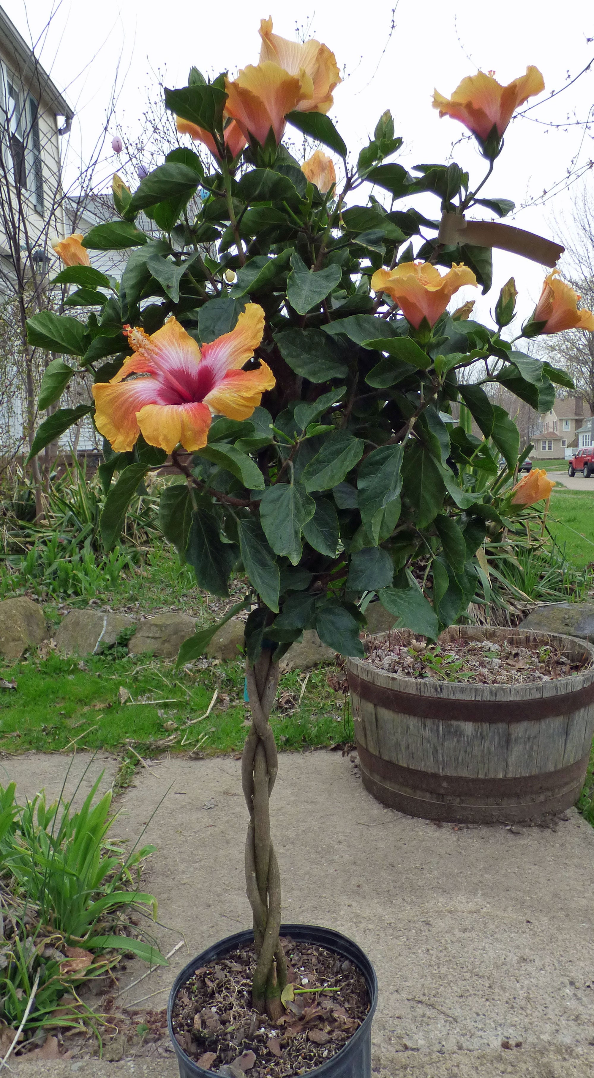 Tropical Hibiscus 'Fiesta' Topiary