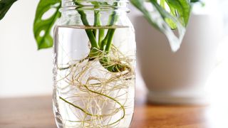 picture of monstera cutting propogating in glass jar