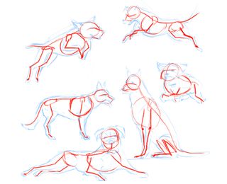 How to draw a dog: skeleton