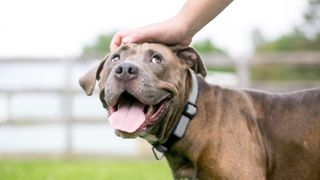 Dog looking up at owner with look of unconditional love