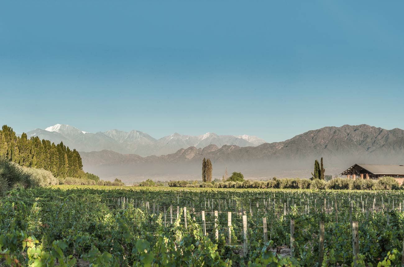 Vineyards with mountains in the background