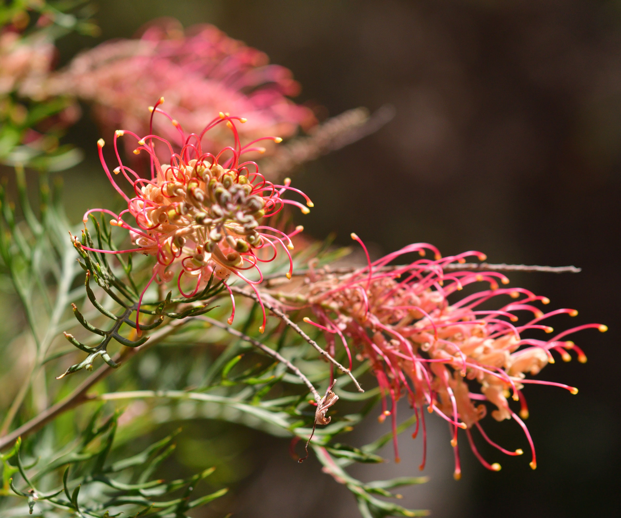 red flowers of Grevillea Banksii (Red Silky Oak Flower)
