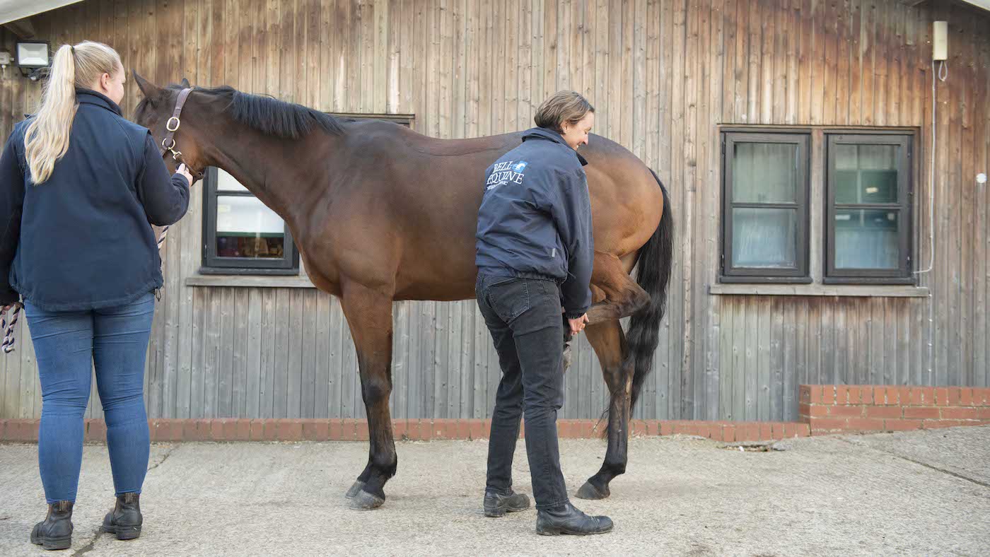 A vet performs a flexion test to the left hindlimb of a bay horse