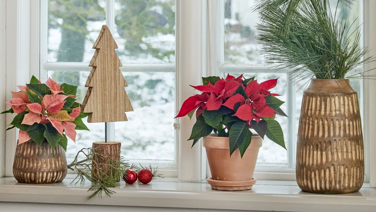 Potted red and pink poinsettia plants on windowsill next to wooden Christmas tree decoration