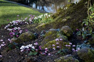 snowdrops