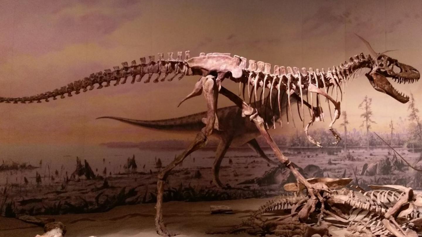 Photo of a Tyrannosaurus rex skeleton on display at a museum.