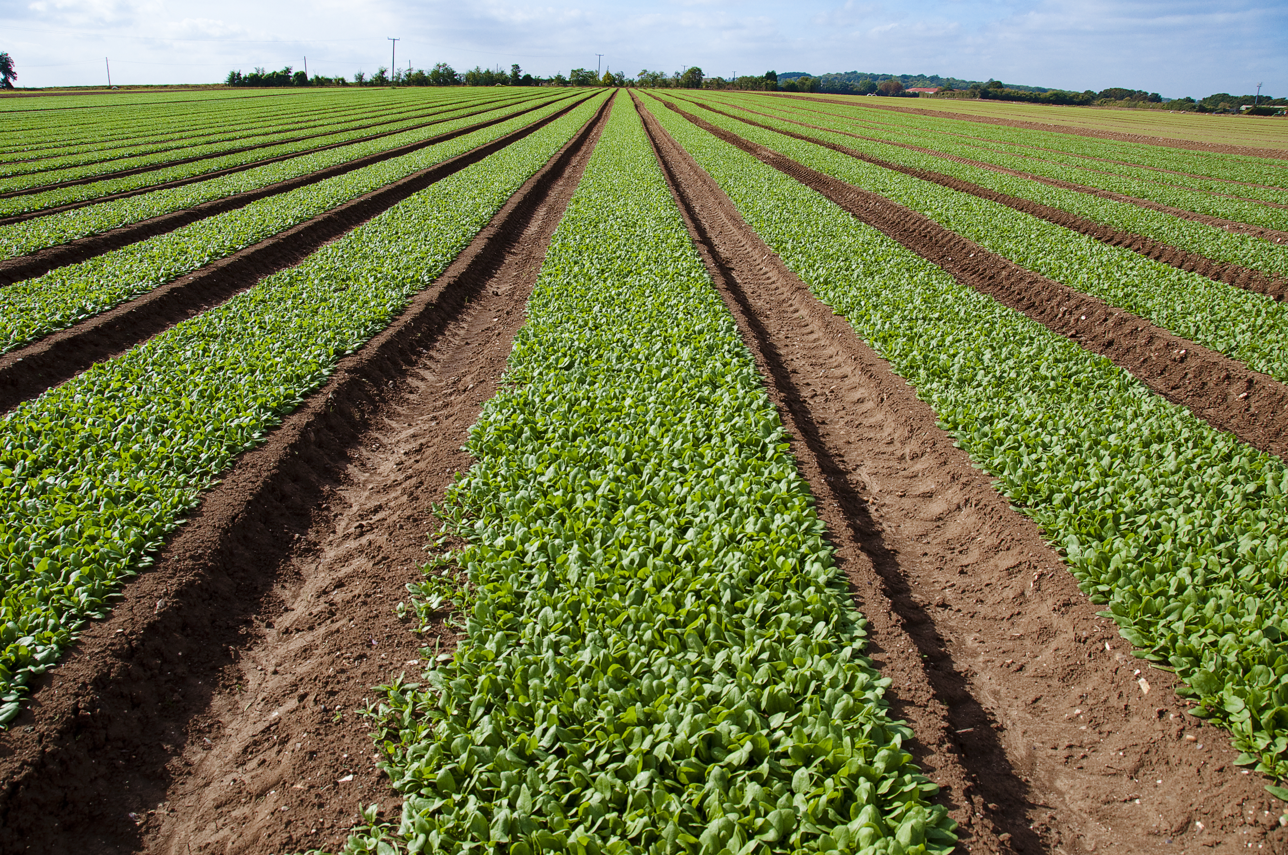 field of spinach