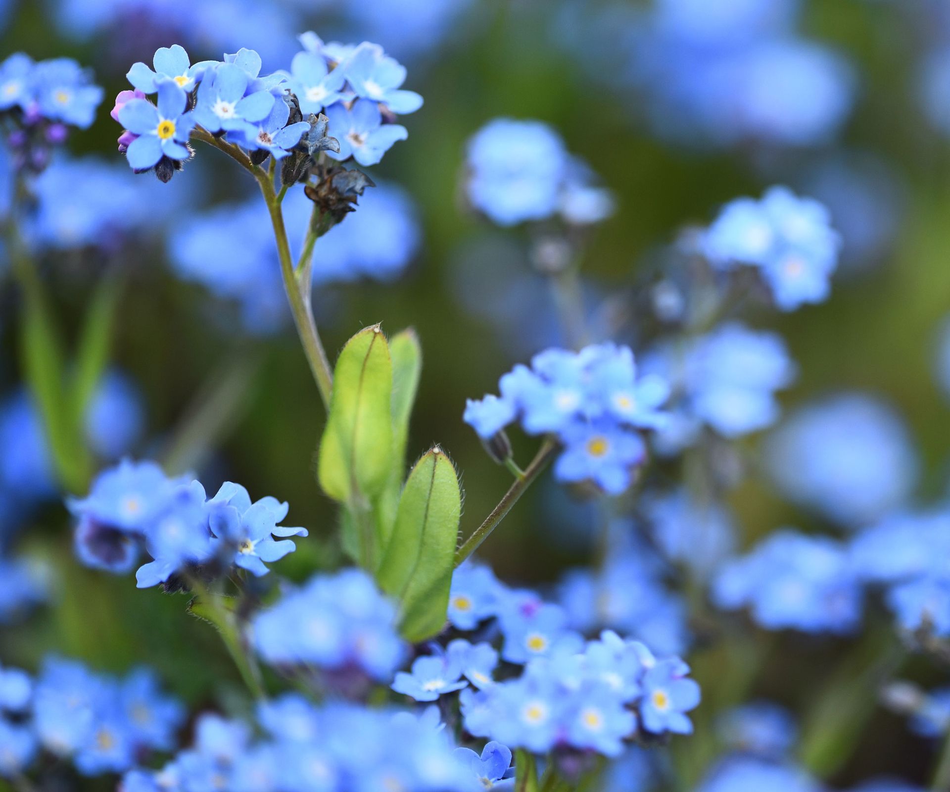 forget-me-not plants with bright blue petals