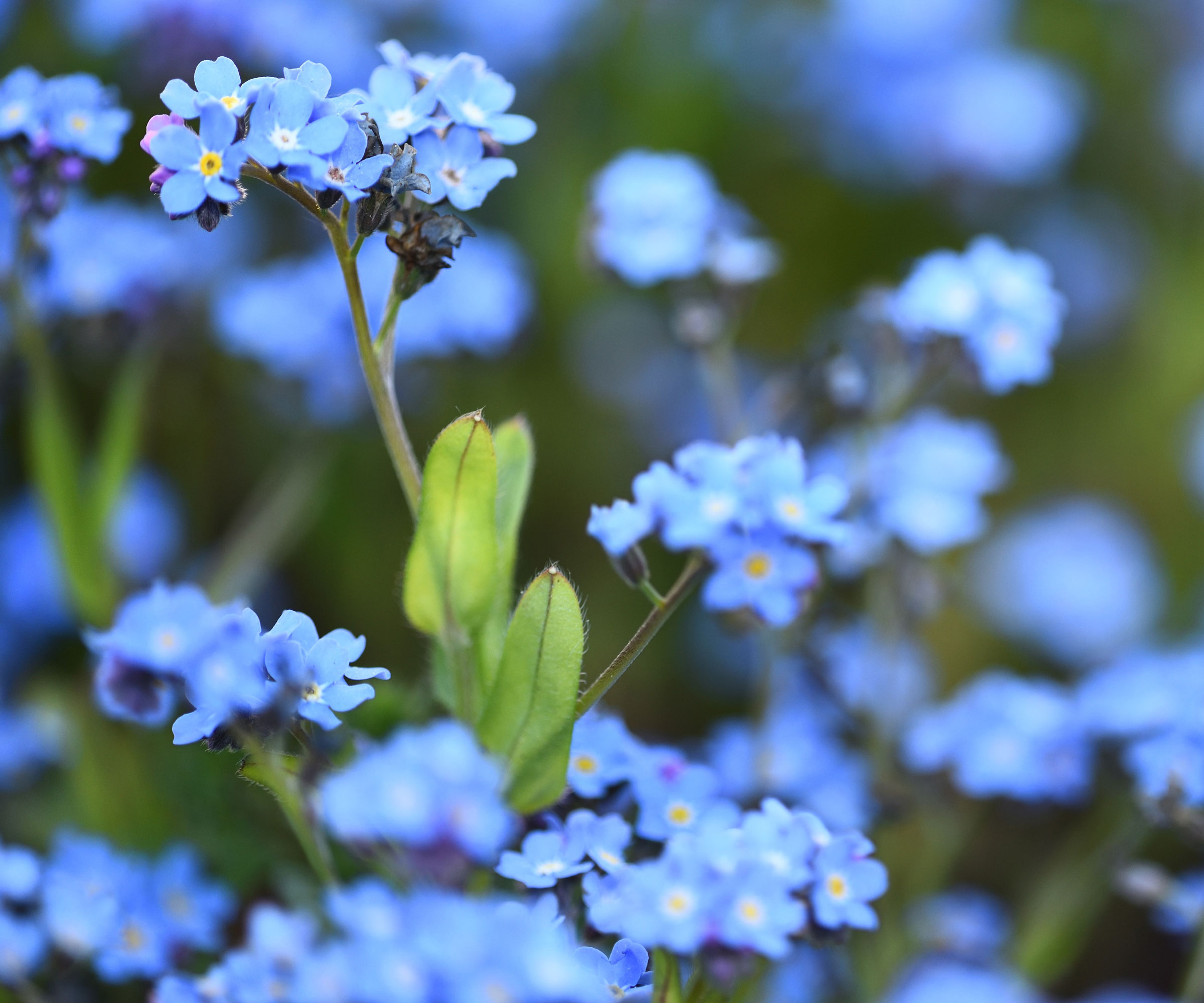 forget-me-not plants with bright blue petals