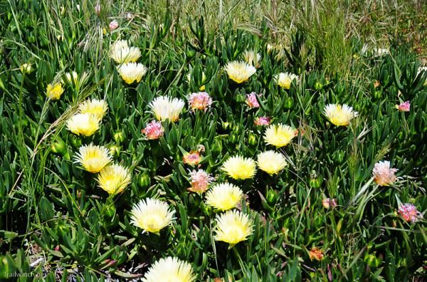 The Monterey wildflowers were in bloom.