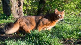 Somali cat prowling outdoors