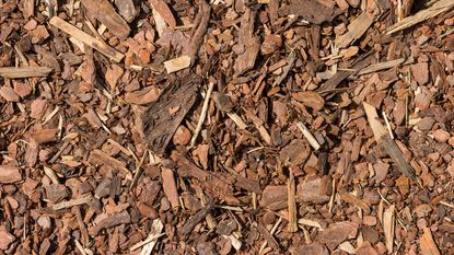 Mulch covered ground