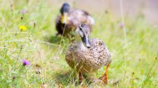 Keep ducks, ducks in garden