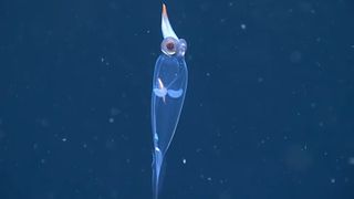 The squid's entire body