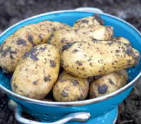 Seed potatoes: £4/kg on some potato varieties | Dobies