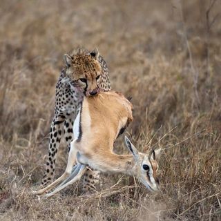 Cheetah carrying prey, Serengeti National Park, Tanzania, Africa
