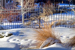 Feather Reed Grass in the snow