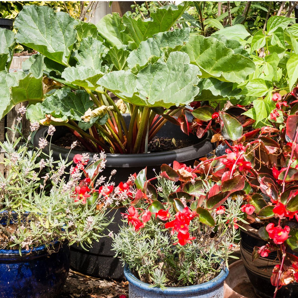 How to grow rhubarb in pots an expert GYO guide Ideal Home