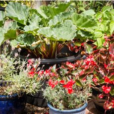 Rhubarb growing in pots in a potager garden