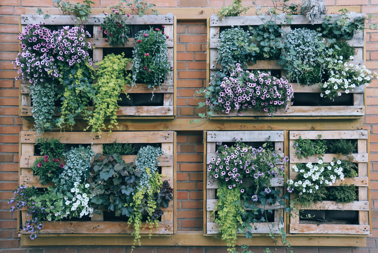 Vertical garden using pallets and trailing plants