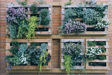 Vertical garden using pallets and trailing plants