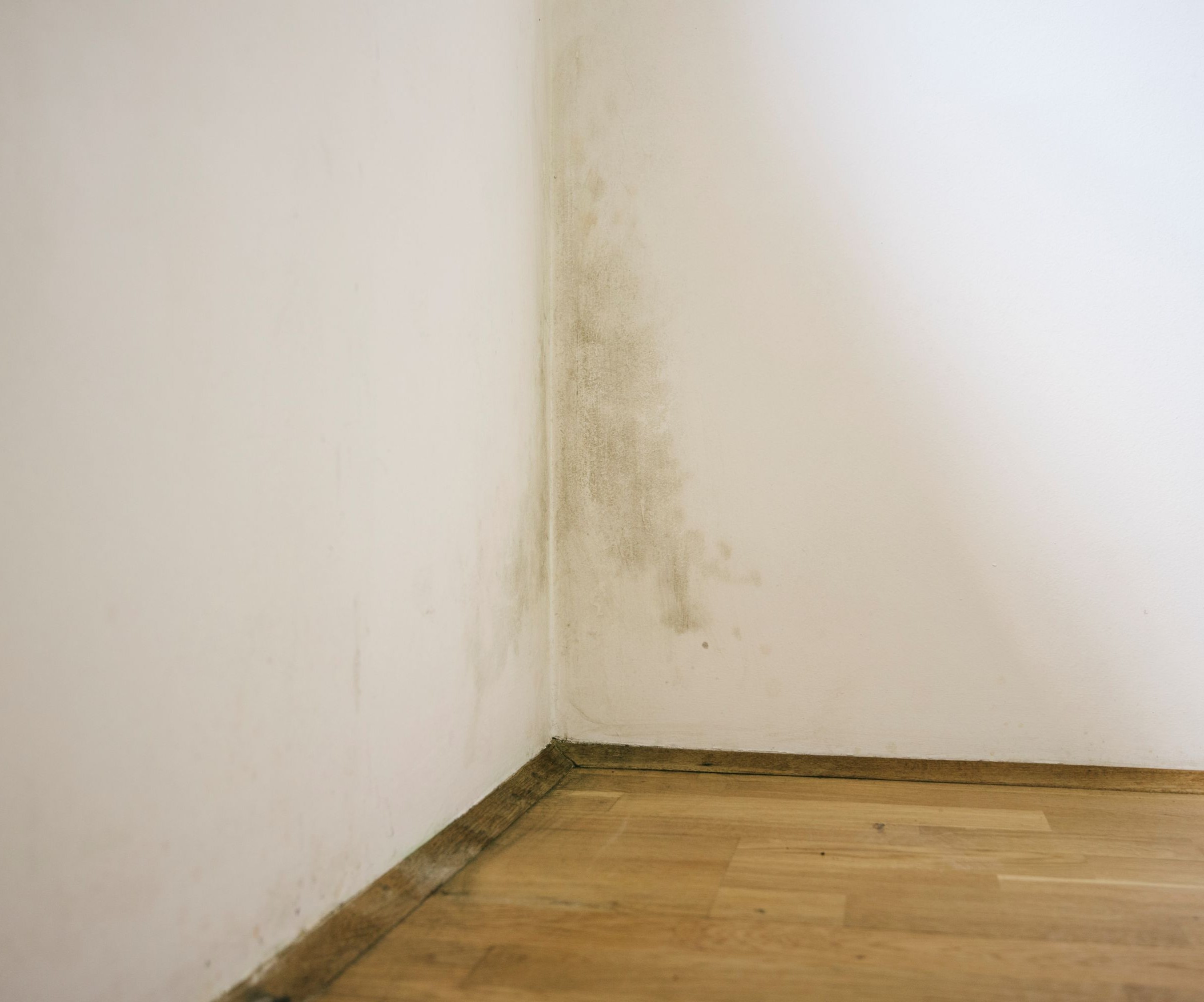 Mould in the corner of a room with white walls and wooden flooring