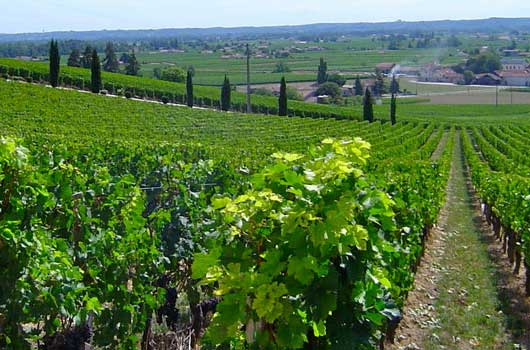 Bordeaux vineyard