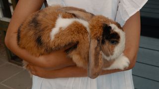 French lop being carried