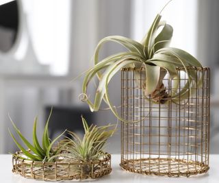 Air plant mistake