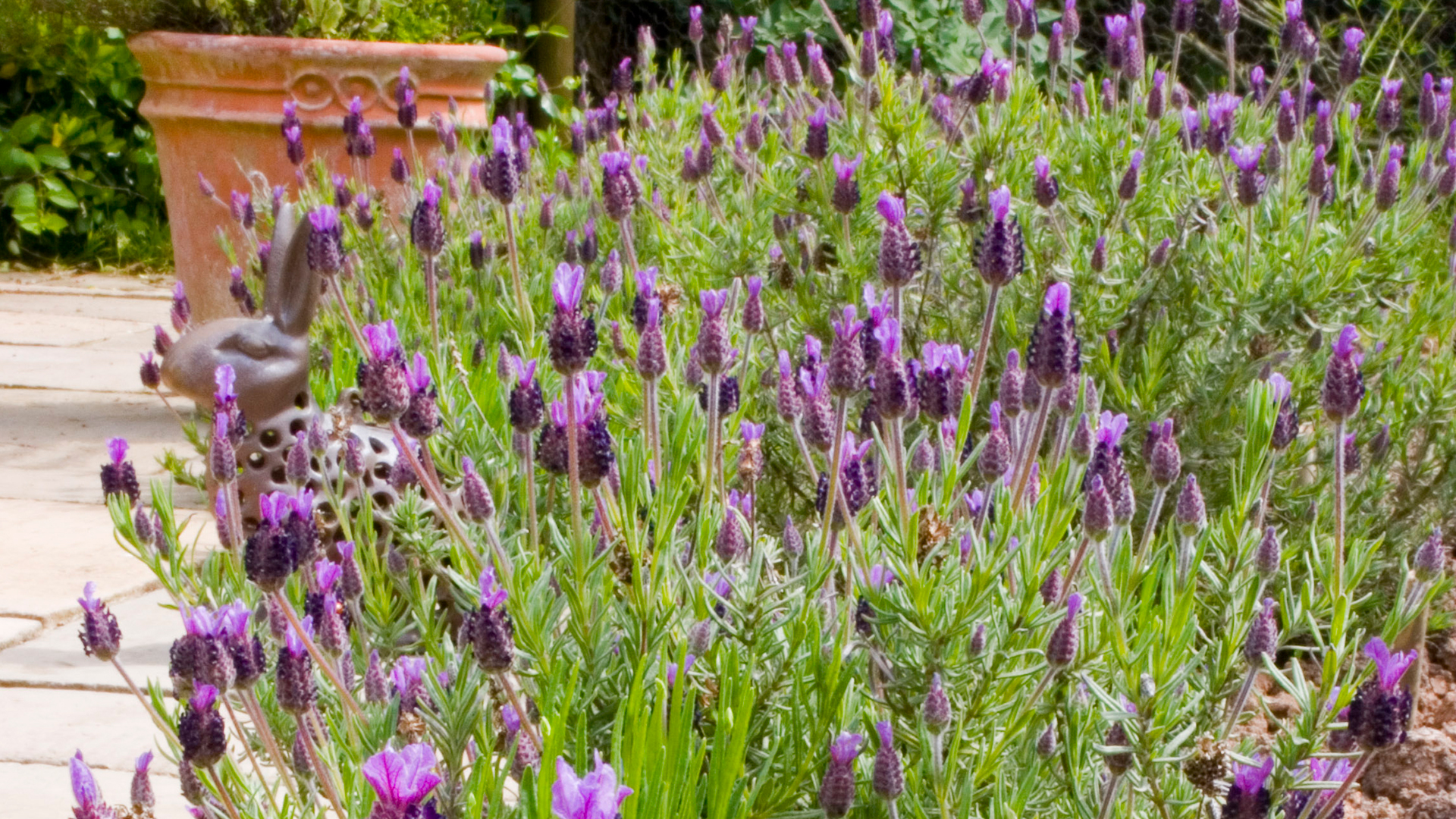 Lavender in the garden