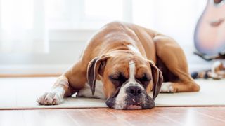 Are dogs nocturnal? Boxer dog sleeping on the floor