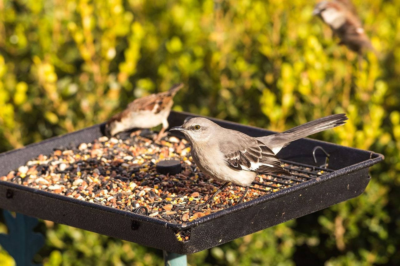 Birds Sitting On Open Bird Feeder Eating Seed