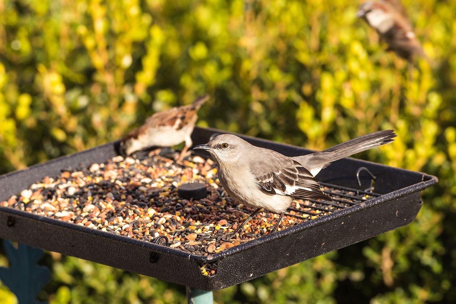 Bird Feeder Problems Sunflower Seed Toxins And Its Effect On Plant