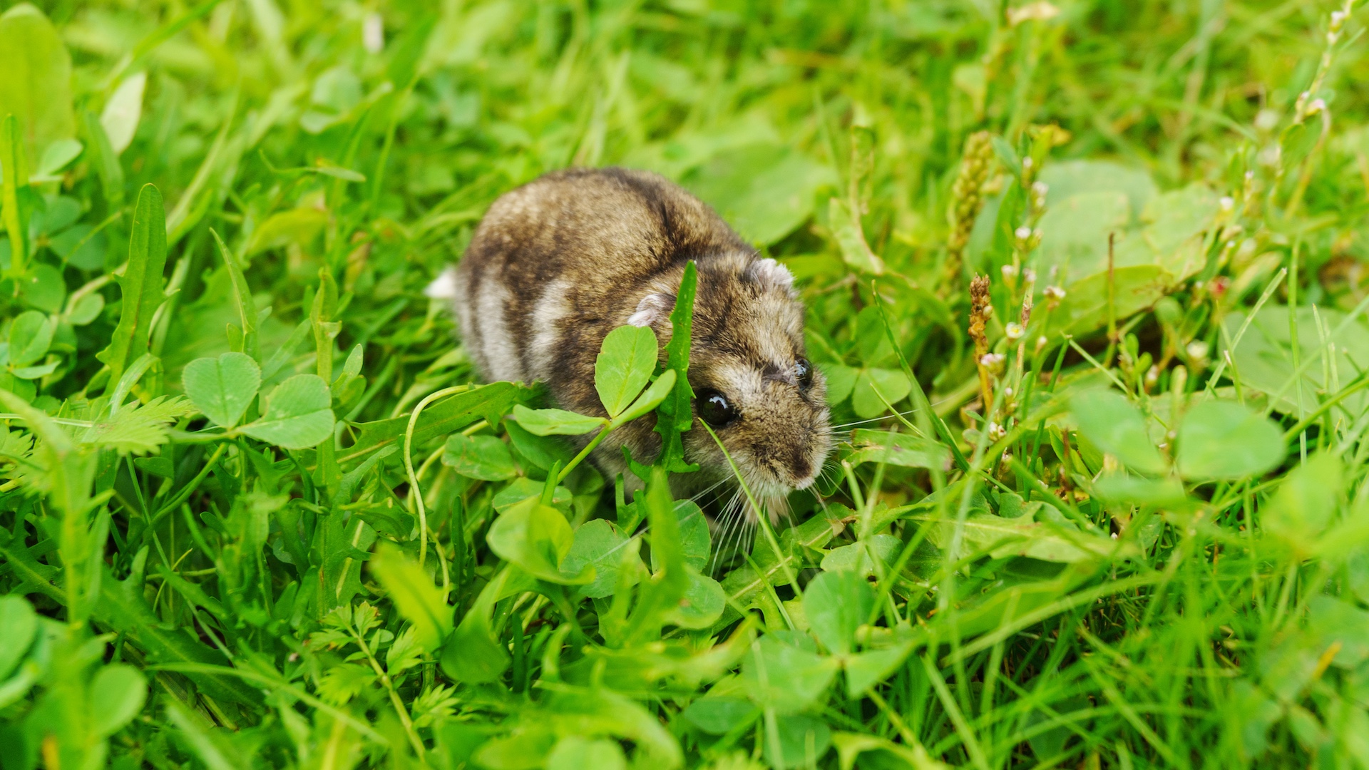 A wild hamster type closely resembling the Dobrudja or romanian hamster