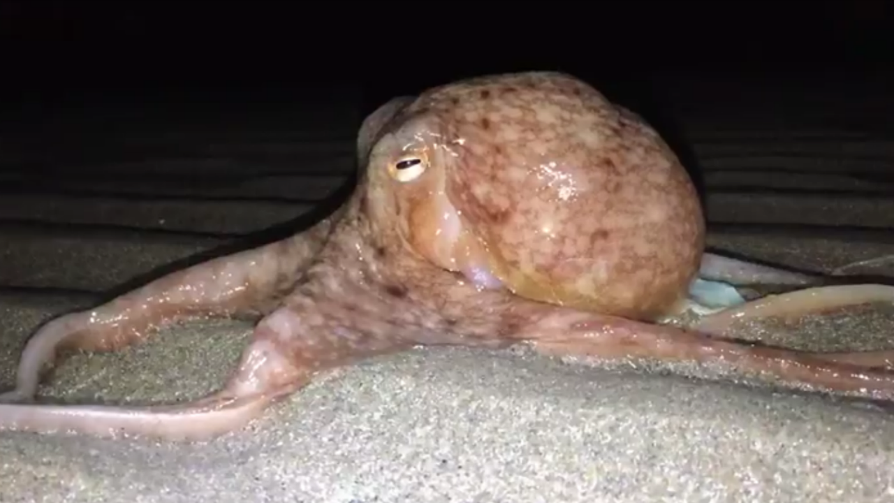 Octopus