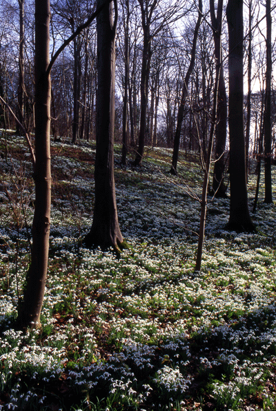 snowdrops5.gif