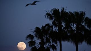 the moon shines in the lower left corner of the image, to the right is a group of palm trees and above is a bird flying with wings outstretched.