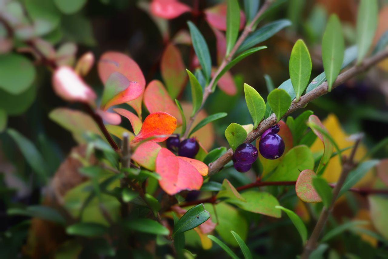 Purple berries of honeysuckle in Wilson