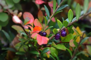 Purple berries of Wilson's honeysuckle