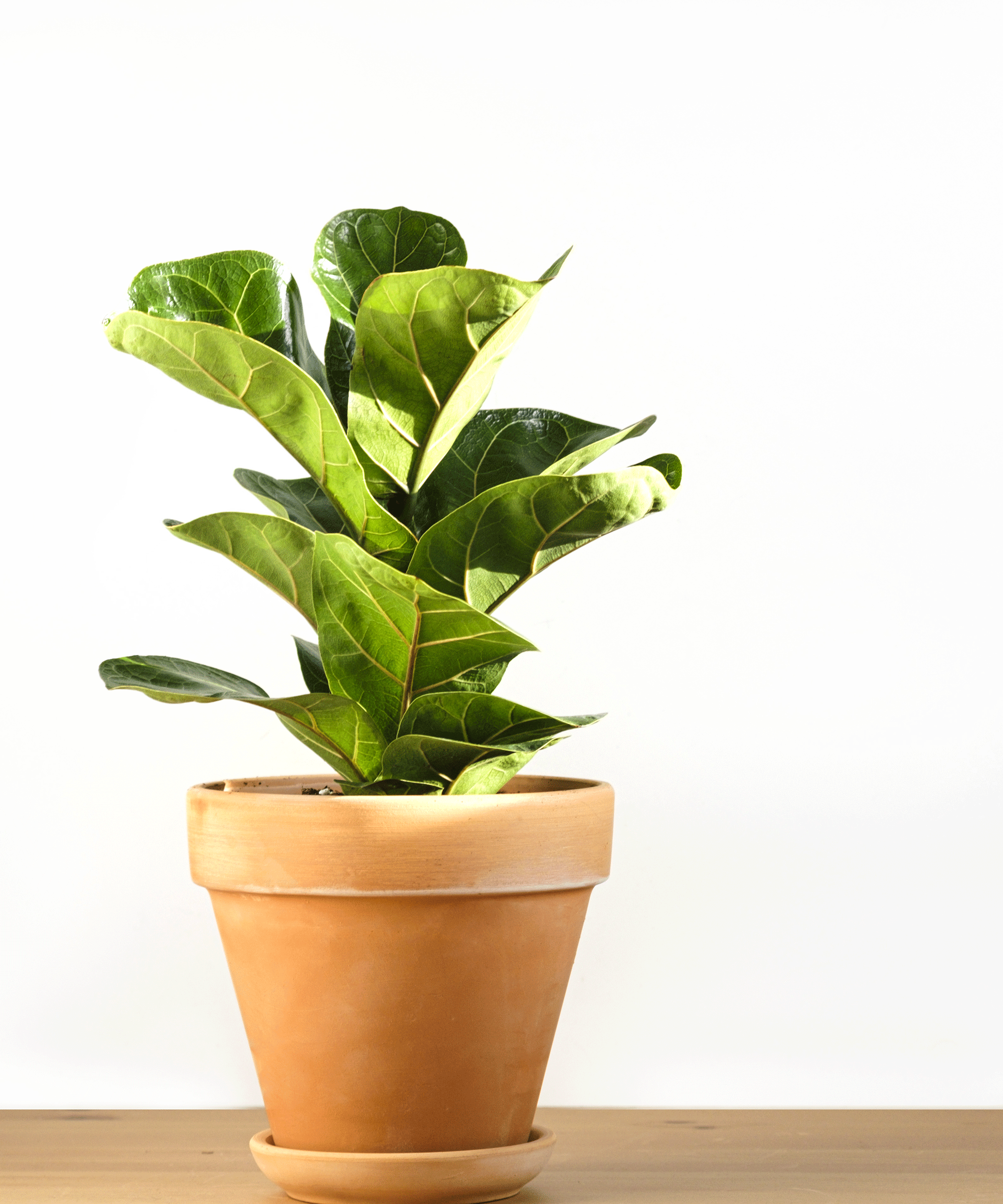 fiddle leaf fig plant in terracotta pot