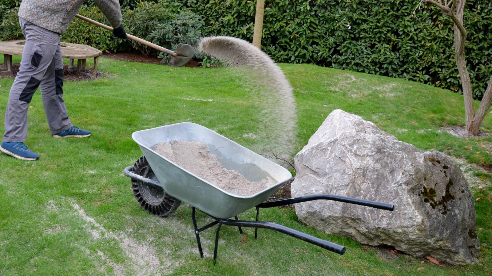 A gardener spreads sand from a wheelbarrow over a lawn