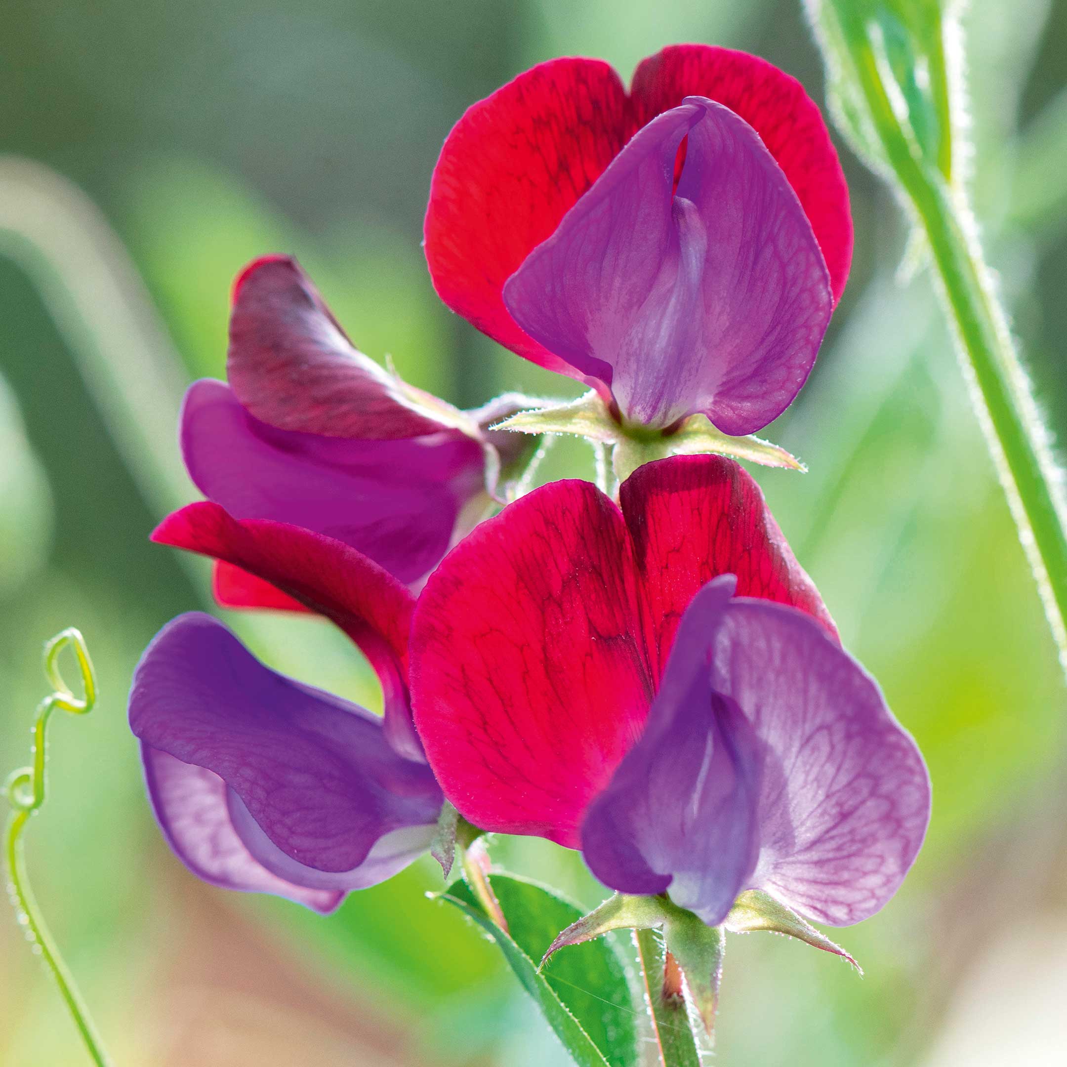 The wonderfully scented sweet pea Lathyrus matucana makes a perfect climbing partner for deep-red Rosa ‘Bengal Crimson&#039;.