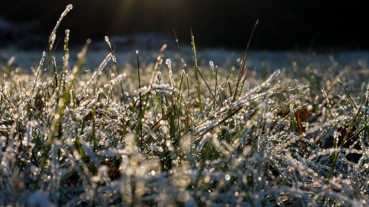 Frosty grass