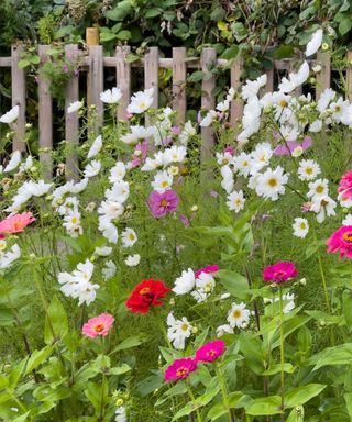 Cosmos Psyche White flowering in the back of a border